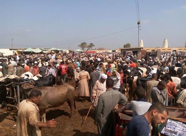 مزاد قياسي وانسحاب وتزوير.. سوق دمنهور العمومي للماشية صداع مستمر