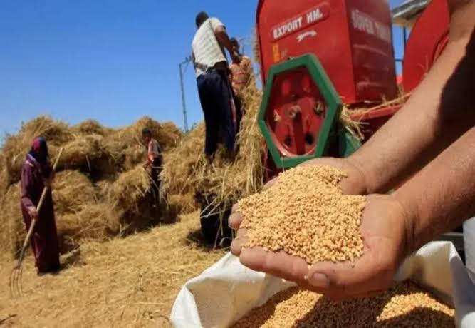 إنجاز زراعي بسوهاج.. توريد 186 ألف طن قمح وتحصيل كامل مستحقات المزارعين