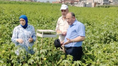 وكيل زراعة البحيرة يتفقد زراعات القطن ويؤكد: من أفضل المواسم